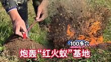 小伙用炮炸“红火蚁”穴，一块田就有100多穴，简直像红火蚁基地