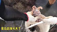 来荒岛赶海亏大了，虽然抓了大半桶的螃蟹和响螺，可连油钱都不够