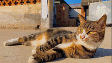 农村的猫到底能够多自由，一起来看一看！