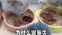 我不生气！猫咪吃饭#宠物零食 #声控 #记录猫咪日常 #猫 #治愈猫咪 #助眠
