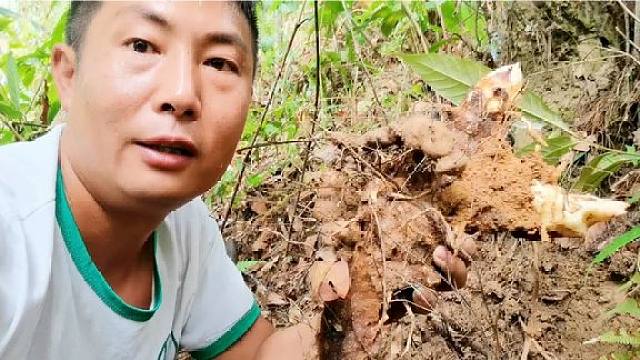 很多人分不開土茯苓和金剛藤,今天教到家怎麼辨別,順便挖棵大貨