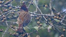 Striated Laughing Thrush is a shy fruit-eating thr