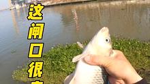 这个闸口不一般 #户外钓鱼 #野钓 #钓鱼