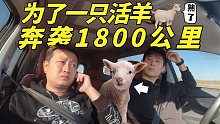 为了一只活羊，奔袭1800公里！