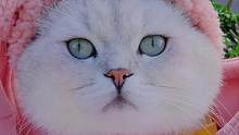 中国人不骗中国人 冬天的猫猫就是贴身暖宝宝