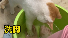 我的猫真是大孝子，每天热衷于帮我洗脚