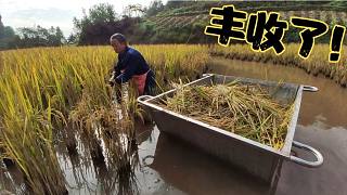 拖着小船收水稻你见过吗？3亩地收了800斤，大家都说丰收了。