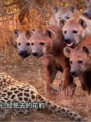花豹作为一种大型捕猎者，它们也在鬣狗的菜单当中 #花豹  #鬣狗  #动物世界 