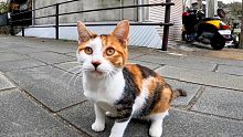 我在神社前的街上遇到的印花布猫太可爱了