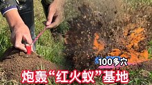 广西“红火蚁”泛滥成灾，一块农田就有100多穴，小伙用炮轰红火蚁窝，真过瘾