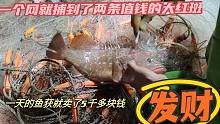 一个网就捕到了两条大红斑，还有龙虾，一天的渔获就卖了5千多元