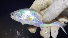 雷子赶海捡海螺，发现一条银色的小鱼