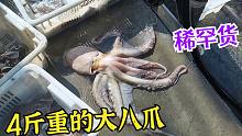 老船长今天捕到稀罕玩意，提起来4斤重的大八爪，新海区收获怎样