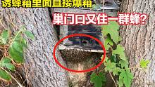 放个诱蜂箱蜜蜂直接爆箱，巢门口竟然又住上一群蜂，看懂原因了吗