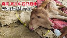 真稀奇：贵州一农民家母牛，产下一头长有两头4只眼睛的小牛