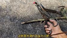 小溪网石斑鱼，网死了一条蛇，后来竟然活了，还张着血盆大口要咬人
