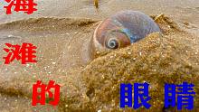 海边赶海，二强在沙滩上捡到大个猫眼螺，多像大海的眼睛