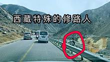 西藏八宿县特殊的修路人，高原修路真辛苦