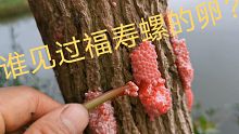 福寿螺在中国为什么繁育的这么成功？谁见过它的卵块？看完涨知识