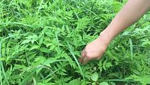河边这种野菜疯长，小伙随手一拔就一大把，大城市有钱也吃不到