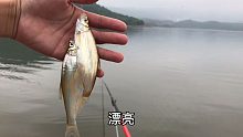 最强云钓鱼，第一视角钓小翘嘴，真过瘾！