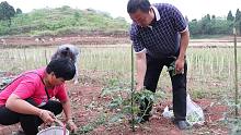 超娃巡视菜地，给番茄和西瓜打叉，看着长势喜人的瓜苗，甚是欣慰