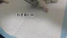 脚麻的痛苦谁懂！#曼基康矮脚 #小奶猫的成长日记 #短腿猫 #萌宠 #拿破仑猫