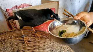 英姐给八哥鸟喂米粉，它不吃，当夹来2块肉时，它的表情亮了