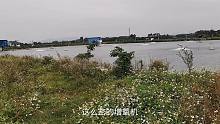 70亩草鱼高密度养殖鱼塘配24台增氧机，白天就开着12台呢