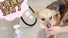 主人说要把狗狗洗干净吃了，没想到竟然真的把狗狗吓哭了，好搞笑
