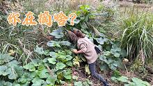青妹妹散步看到宝贝，想起在广西的时候，赶紧摘一点回家回味一下
