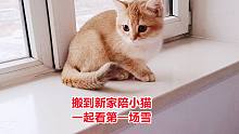 搬到新家赶上小猫打疫苗，却被告知没疫苗，干脆邀请小猫一起看雪