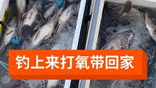 #海鱼 #出海钓鱼 #船钓