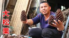 黑哥接手老爸的山货生意，终于接了个大单，这么大的松果真是少见