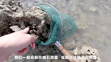 这或许是全网赶海视频中收获最惨的一个，这样的赶海，还有人看吗？