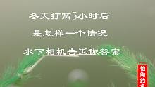 冬天打窝5个小时以后水下到底是什么情况，钓鱼水下拍摄