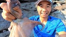 大章鱼霸占了青蟹洞？小伙赶海抓青蟹竟抓到这么大的章鱼，厉害了