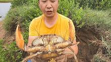 玉平抓螃蟹属实牛，挖到上斤的值钱“黄油蟹”，老板娘全部收了