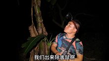 芭蕉经常被老鼠祸害，小伙弹弓拿下后，把可恶的老鼠烤得太美味了