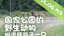 Peter VLOG 53 国家公园管理员单挑野生动物