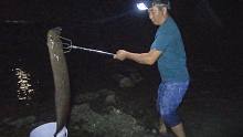 玉平半夜赶海遭遇一条巨鳗，身体都快有手臂粗了，太凶猛了不好抓