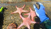 这三个巨大海星真的会比龙虾好吃吗？