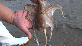 大潮赶海收获满满，大个八爪鱼，还有一种长得很像猫眼螺的海螺！