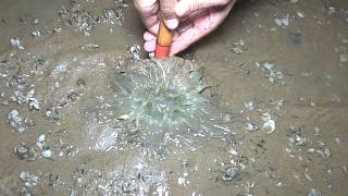 超大海葵太难遇了，伸手入沙一整根拔出来后，下一秒被吃个精光！