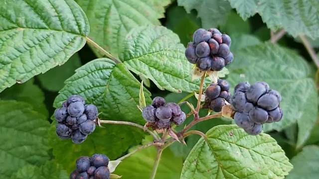 欧洲木莓 rubus caesius 隶属于蔷薇科 悬钩子属 俗名:黑果悬钩子