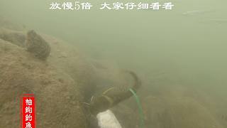 冬天钓鱼蚯蚓河虾哪种活饵好用，水下相机带你了解真相