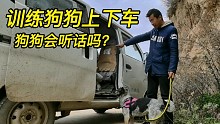 每次叫狗狗上车狗狗都会溜了，今天好好训练它们狗狗会听话吗