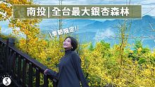 Spice 南投️ | 秋季限定的黃金森林！南投深度慢活小旅行，270度夕陽雲海秘境漫遊
