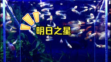 明日之星：鸿运当头孔雀鱼小鱼苗在鱼缸隔离盒内饲养