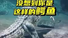 看过很多次鳄鱼，没想到你是这样的鳄鱼。#dou是钓鱼人  